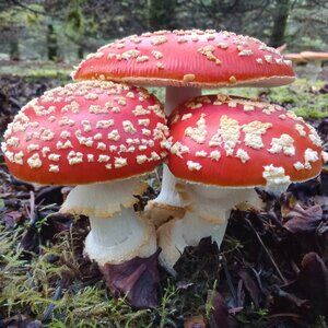 Red / Orange AM Fly Mushh Caps For Decor - Dried - 28grs